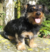 Hotel Duderstadt, Hotels Duderstadt, Hotel Restaurant Duderstadt